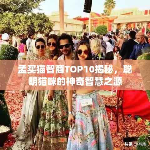 孟买猫智商TOP10揭秘，聪明猫咪的神奇智慧之源